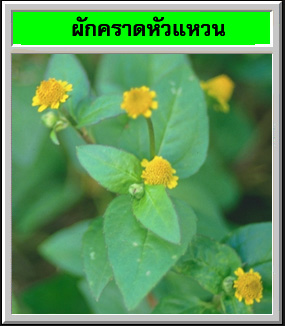 Para cress, Spilanthes oleracea (ผักคราด ; phak khraat